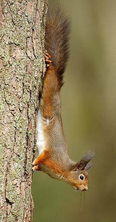 Red Squirrel Sciurus vulgaris