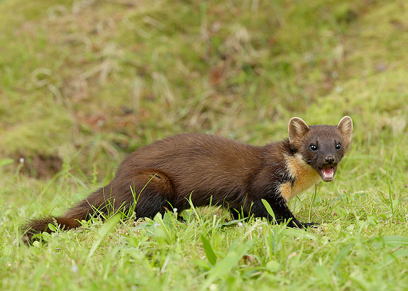 Pine Marten Martes martes