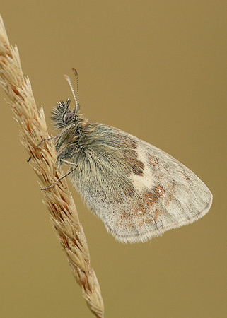 Small Heath Coenonympha pamphilus