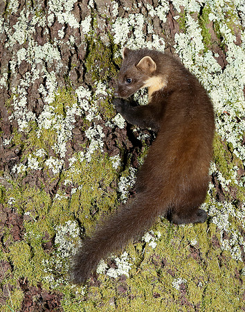 Pine Marten Martes martes