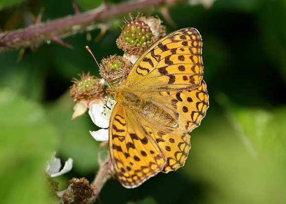 High Brown Fritillary Argynnis adippe