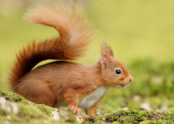 Red Squirrel Sciurus vulgaris