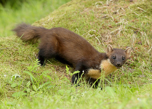 Pine Marten Martes martes