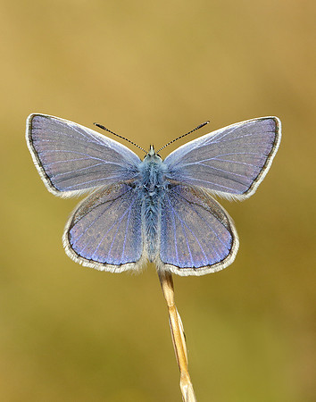 Common Blue Polyommatus icarus
