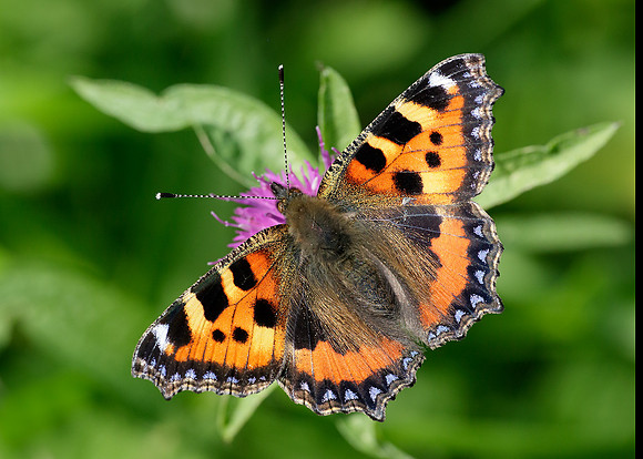 Small Tortoiseshell Aglais urticae