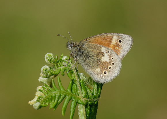 Large Heath Coenonympha tullia polydama