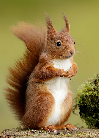 Red Squirrel Sciurus vulgaris