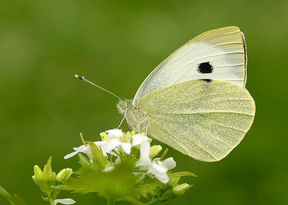 Large White Pieris brassicae