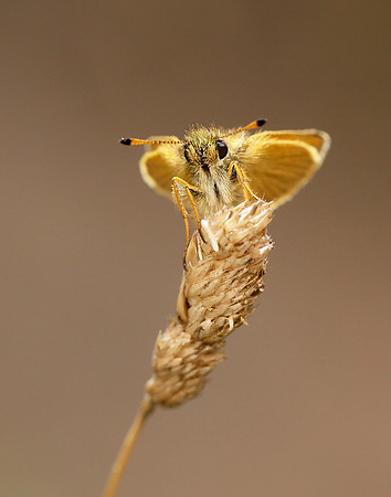 Essex Skipper Thymelicus lineola
