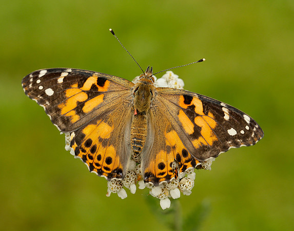 Painted Lady Vanessa cardui