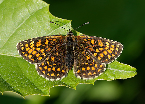 Heath Fritillary Melitaea athalia