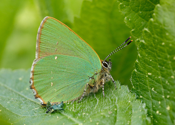 Green Hairstreak Callophrys rubi
