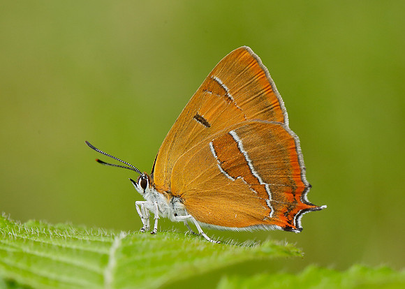 Brown Hairstreak Thecla betulae