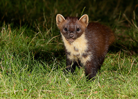 Pine Marten Martes martes
