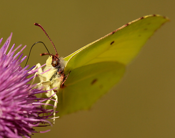 Brimstone Gonepteryx rhamni