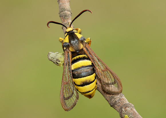 52.002 BF0370 Hornet Moth Sesia apiformis