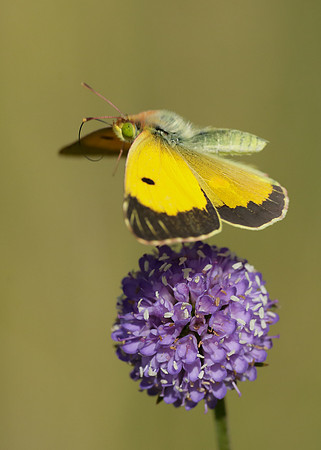 Clouded Yellow Colias croceus