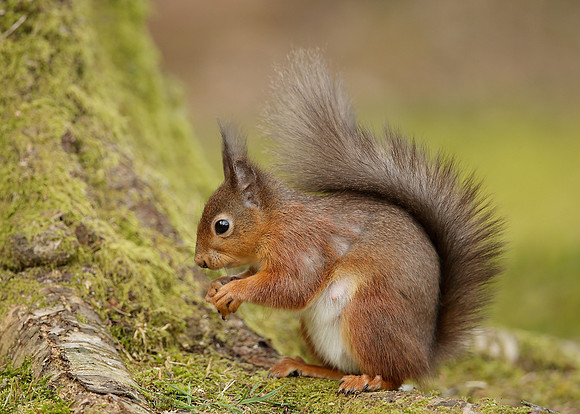 Red Squirrel Sciurus vulgaris