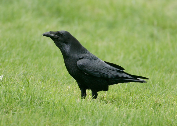 Raven Corvus corax