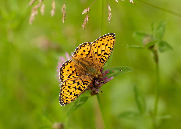 Dark Green Fritillary Argynnis aglaja