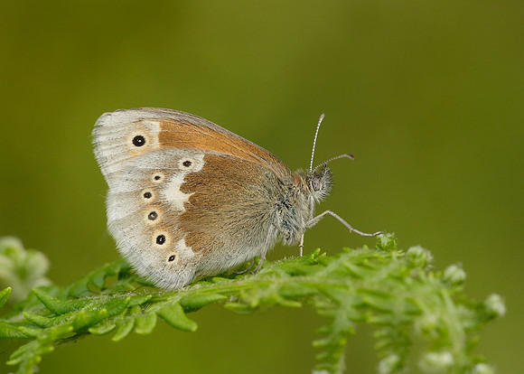 Large Heath Coenonympha tullia polydama