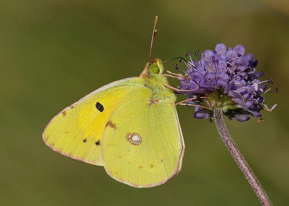 Clouded Yellow Colias croceus