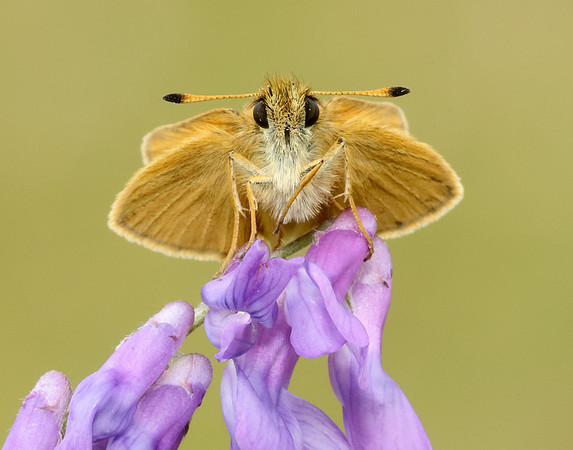 Essex Skipper Thymelicus lineola