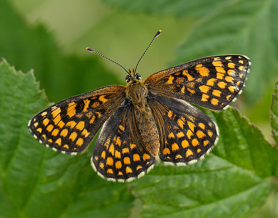 Heath Fritillary Melitaea athalia