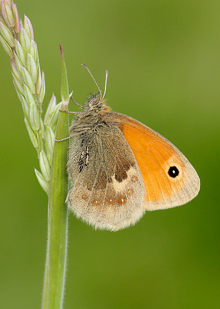 Small Heath Coenonympha pamphilus