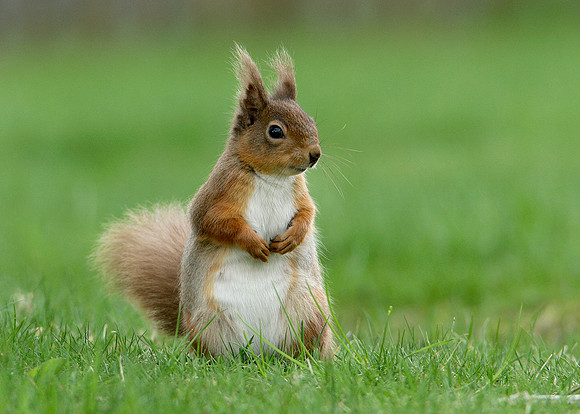 Red Squirrel Sciurus vulgaris