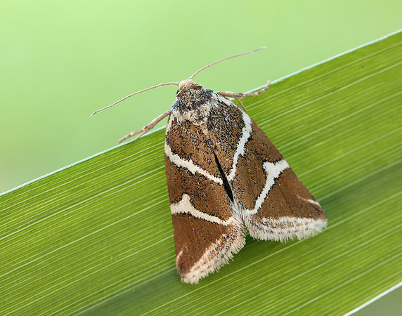 73.027 BF2413 Silver Barred Deltote bankiana