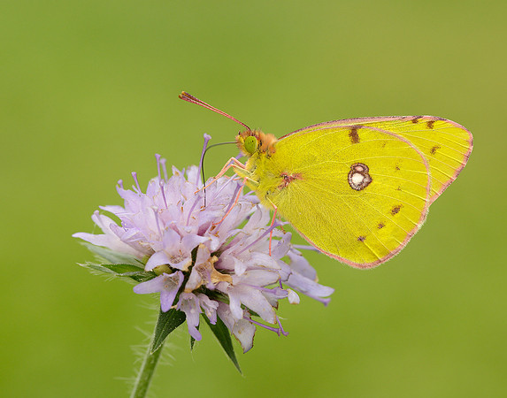 Clouded Yellow Colias croceus
