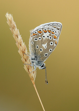 Common Blue Polyommatus icarus