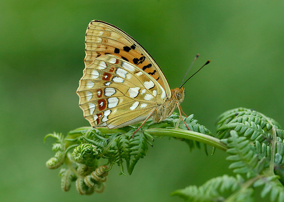 High Brown Fritillary Argynnis adippe