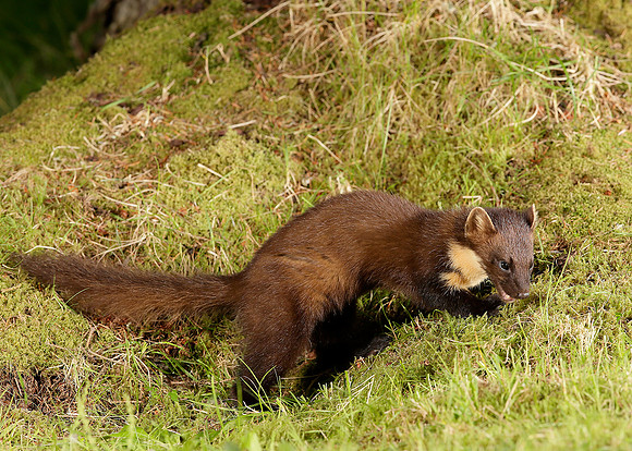 Pine Marten Martes martes