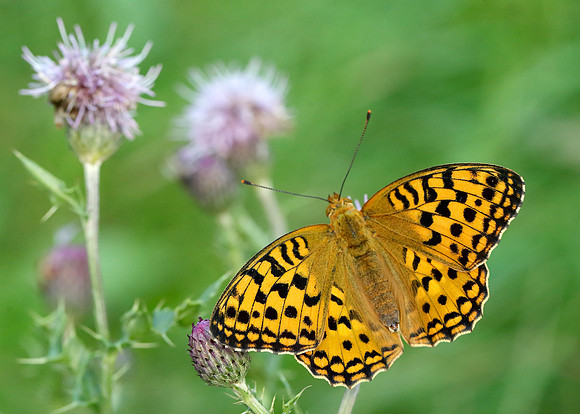 High Brown Fritillary Argynnis adippe