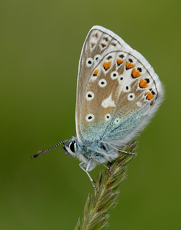Common Blue Polyommatus icarus