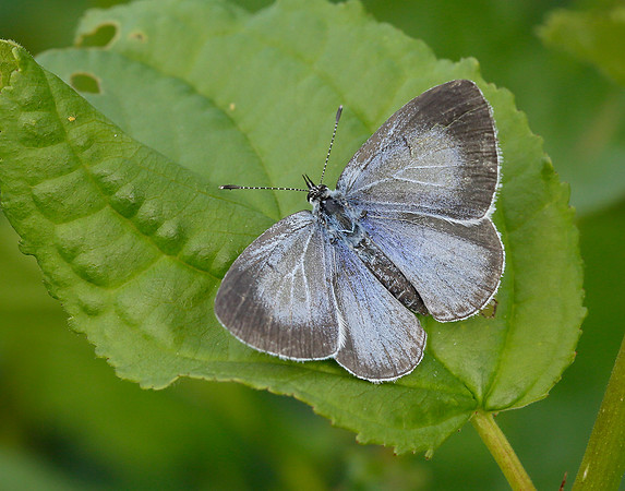 Holly Blue Celastrina argiolus