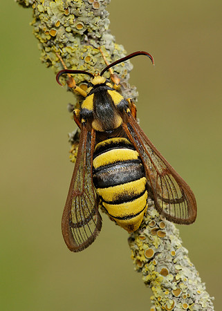 52.002 BF0370 Hornet Moth Sesia apiformis