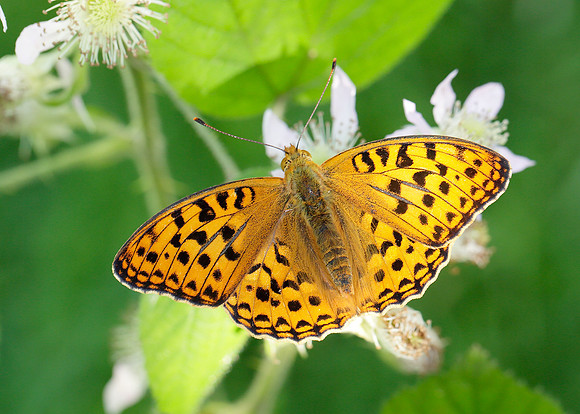 High Brown Fritillary Argynnis adippe