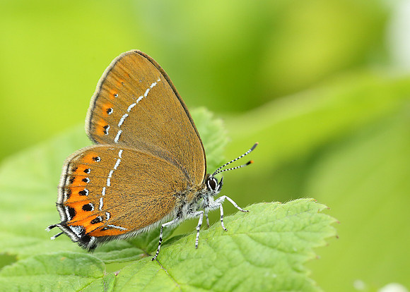 Black Hairstreak Satyrium pruni