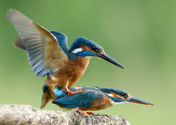 Kingfisher Alcedo atthis