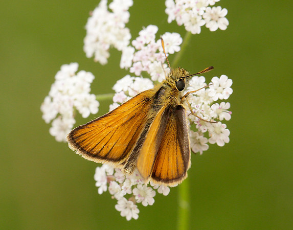 Essex Skipper Thymelicus lineola