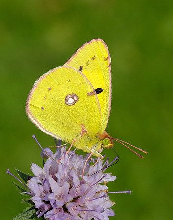 Clouded Yellow Colias croceus
