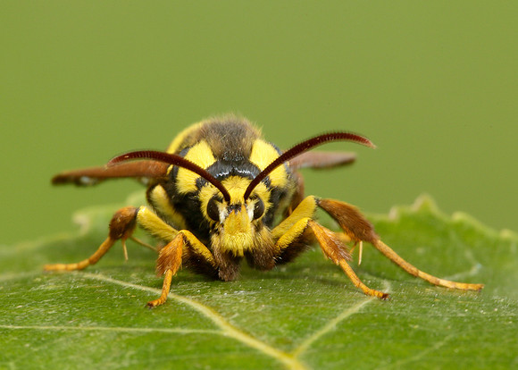 52.002 BF0370 Hornet Moth Sesia apiformis