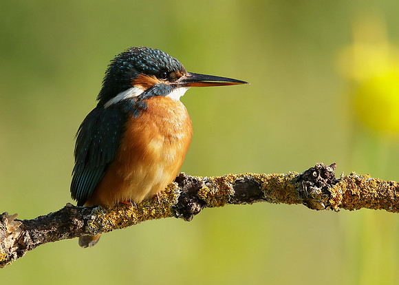 Kingfisher Alcedo atthis
