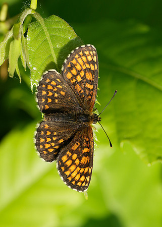 Heath Fritillary Melitaea athalia
