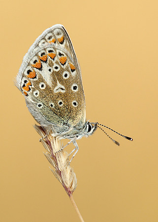 Common Blue Polyommatus icarus