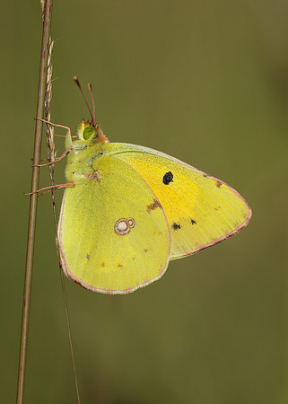 Clouded Yellow Colias croceus