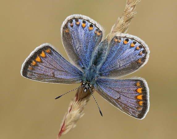 Common Blue Polyommatus icarus